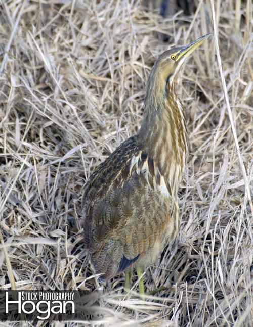 American bittern