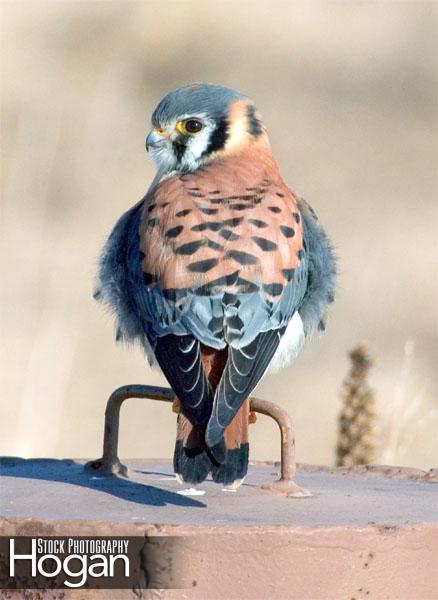 American kestrel Forsythe Refuge