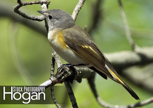 American redstart female New Jersey Pine Barrens