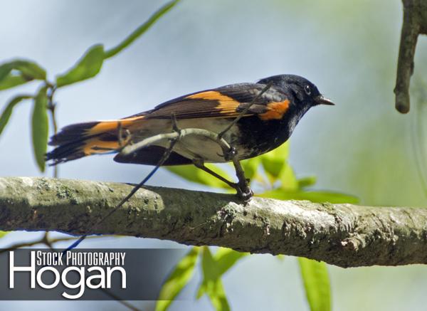 American redstart male in willow oak New Jersey Pine Barrens