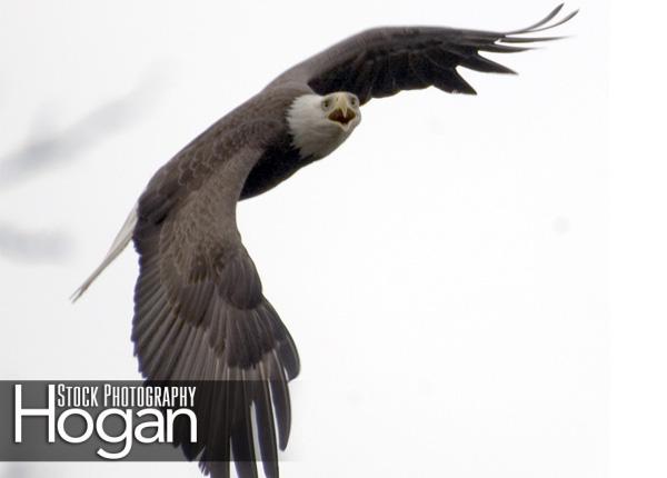 Bald eagle New Jersey Pine Barrens