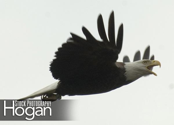 Bald eagle New Jersey Pine Barrens