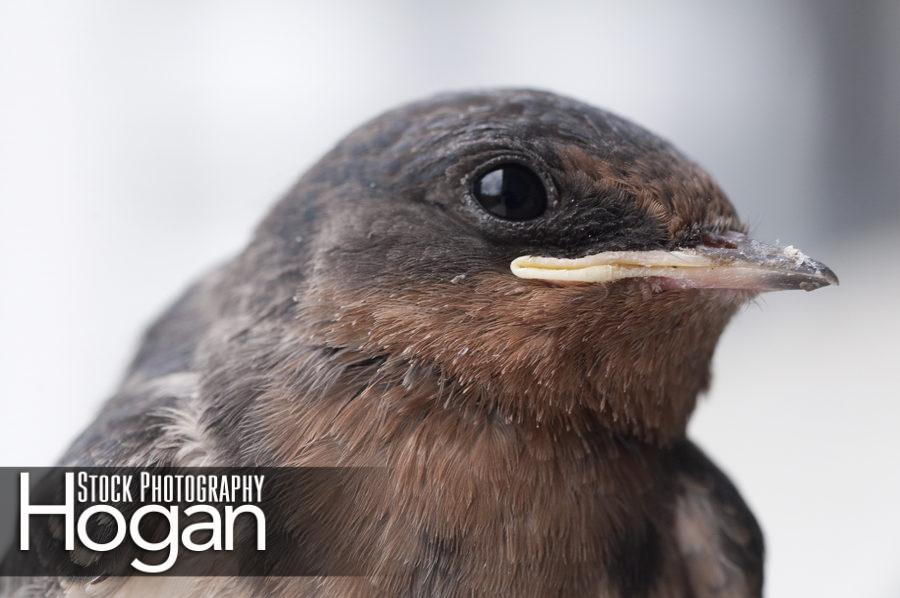 Barn swallow head