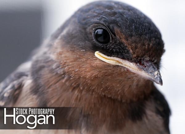 Barn swallow head