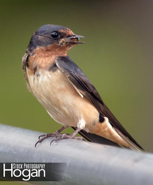 Barn swallow carrying insect to nest