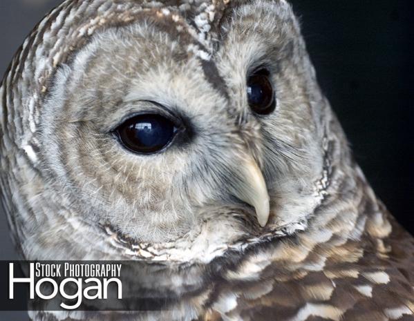 Barred owl New Jersey Pine Barrens