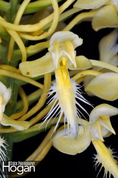 Bicolor fringed orchid grows in New Jersey Pine Barrens