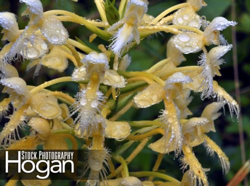 Bicolor fringed orchid grows in New Jersey Pine Barrens