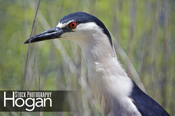 Black crowned night heron Cumberland County Delaware Bay