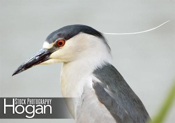 Black crowned night heron head Cumberland County Delaware Bay