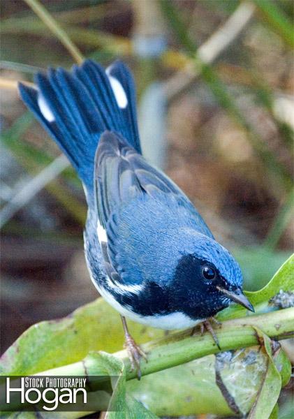 Black throated blue warbler Delaware Bay