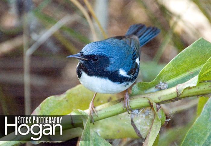 Black throated blue warbler Delaware Bay New Jersey