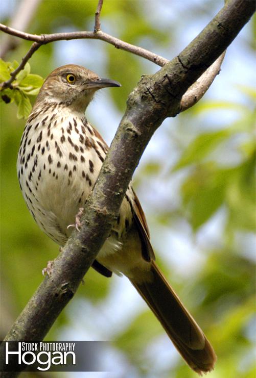 brown thrasher looking down from branch