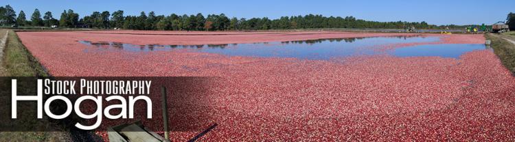 Cranberry Harvest Chatsworth, panorama