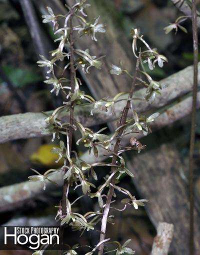 Crane fly orchid flower looks like an insect