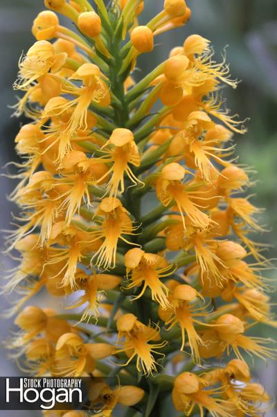 Crested yellow orchid has a fringed lower lip