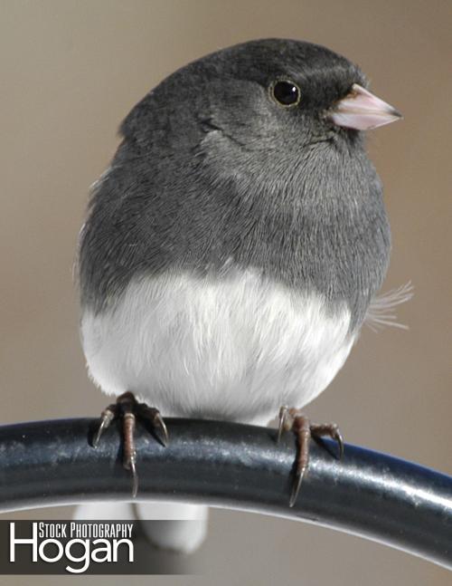 Dark eyed junco