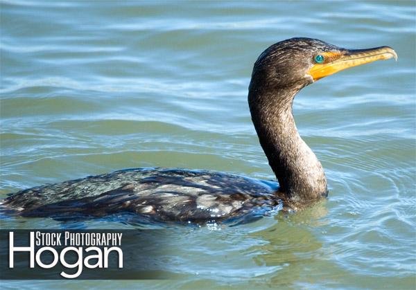 Double crested cormorant Forsythe Refuge