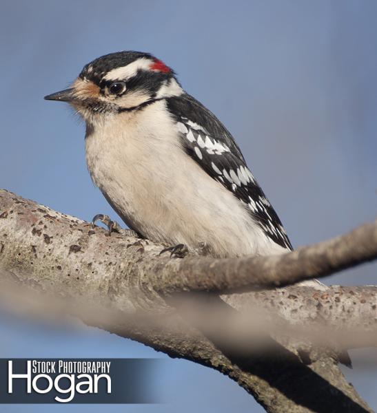 Downy woodpecker on branch