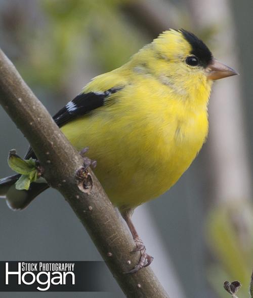 Eastern goldfinch male