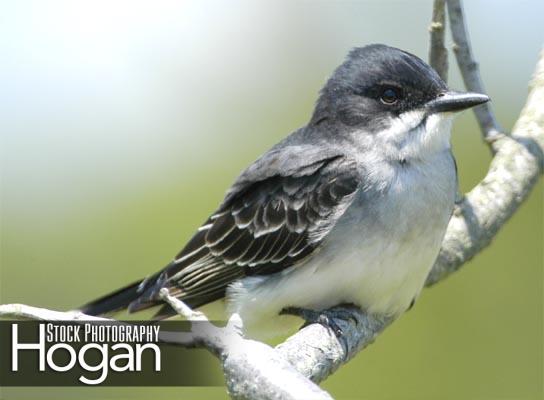 Eastern kingbird Forsythe Refuge