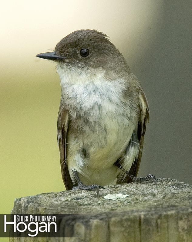 Eastern wood peewee on wood post