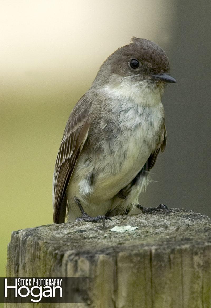 Eastern wood peewee on wood post