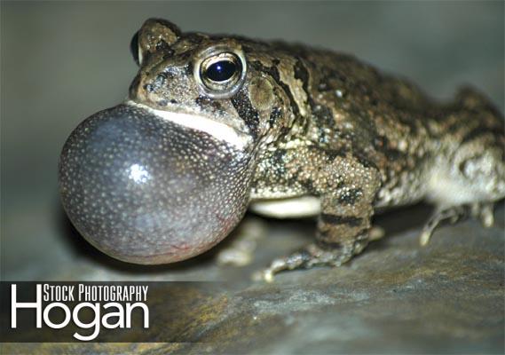 Fowlers toad calling for a mate