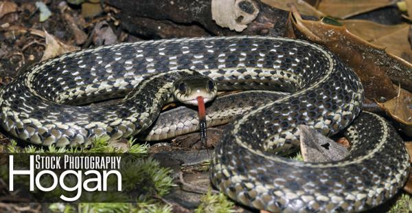 Garter snake with tongue out