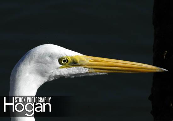 Great egret head