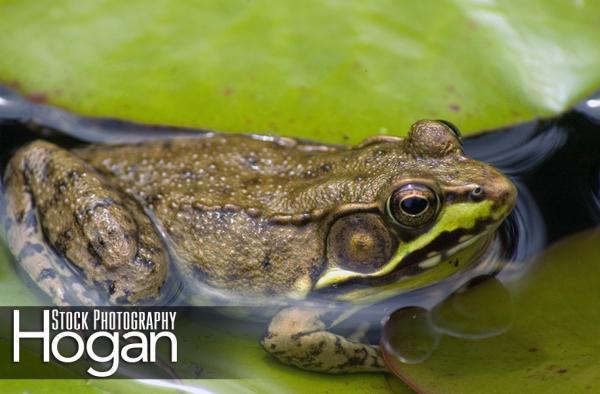 Green frog on lily pad