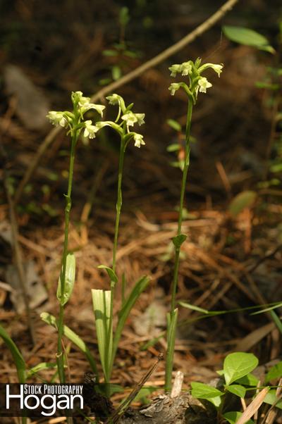 Green woodlands orchid found in the New Jersey Pinelands