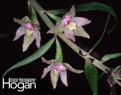 Helleborine orchid from Europe