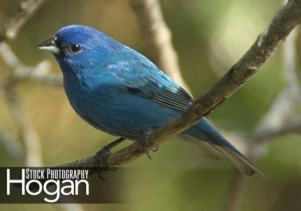 Indigo bunting