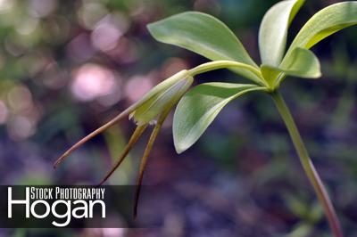 Large whorled pogonia is a rare orchid found in New Jersey Pine Barrens