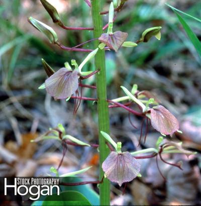 Lily leaf twayblade blooms in May in New Jersey Pinelands