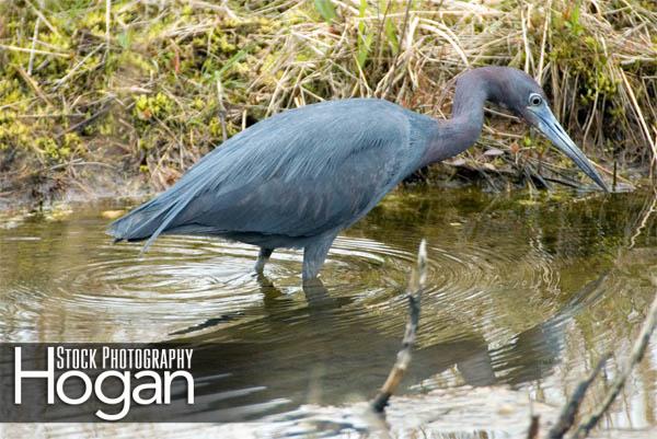 Little blue heron in tidal stream