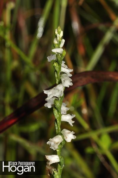 Little ladys tresses orchid is a rare orchid found in the New Jersey Pine Barrens