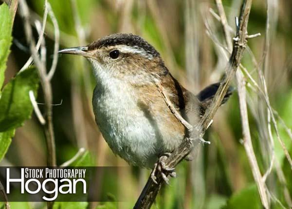 Marsh wren Delaware Bay