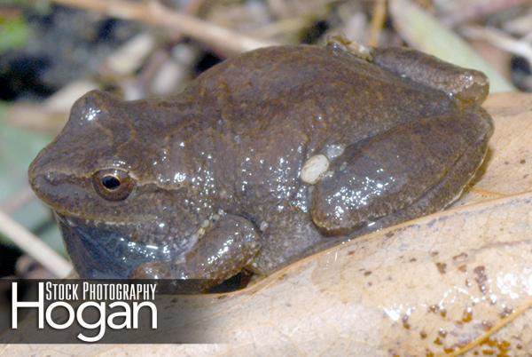 New Jersey chorus frog calls in early spring