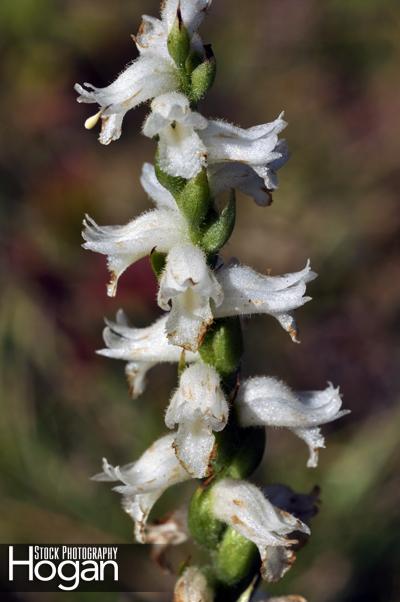 Nodding ladys tresses orchid grows in New Jersey Pine Barrens and blooms in September