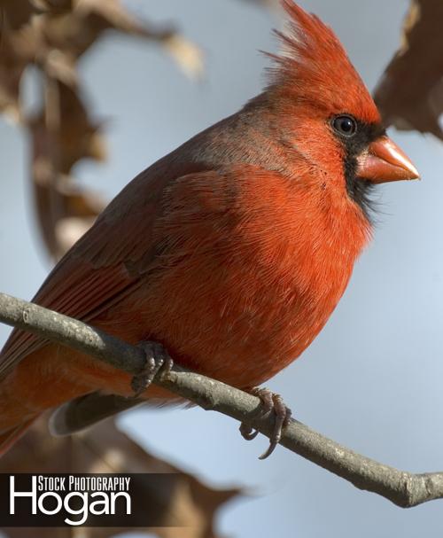 Northern cardinal male