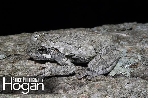 Northern gray tree frog camoflaged