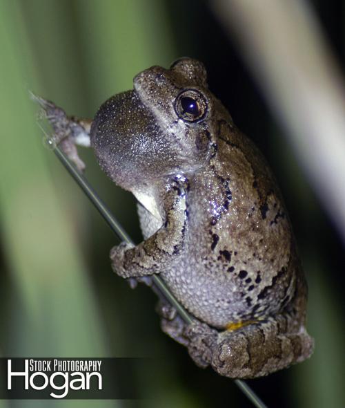 Northern gray tree frogs-calling-2