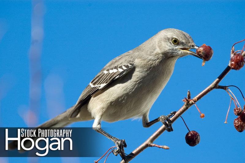 Northern mockingbird eating crab apple