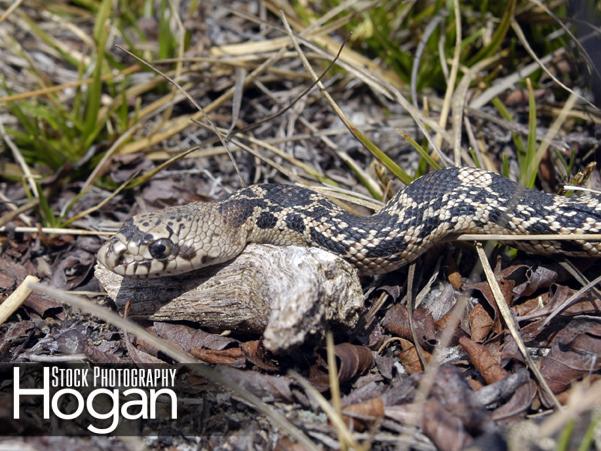 Northern pine snakes are black and white