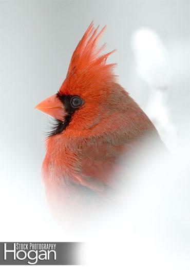 northern cardinal head snow