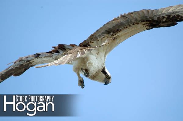 Osprey Delaware Bay