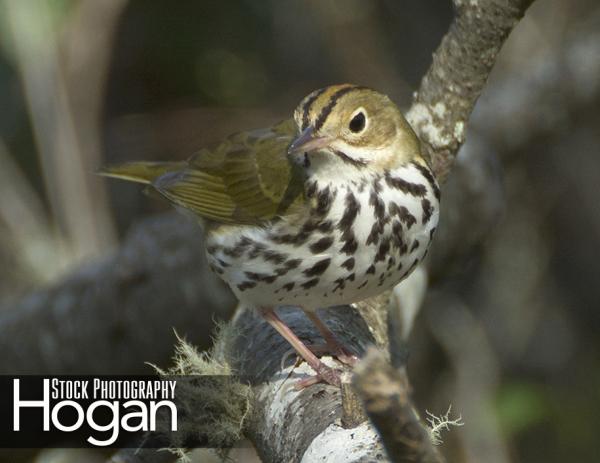 Oven bird found in New Jersey Pine Barrens