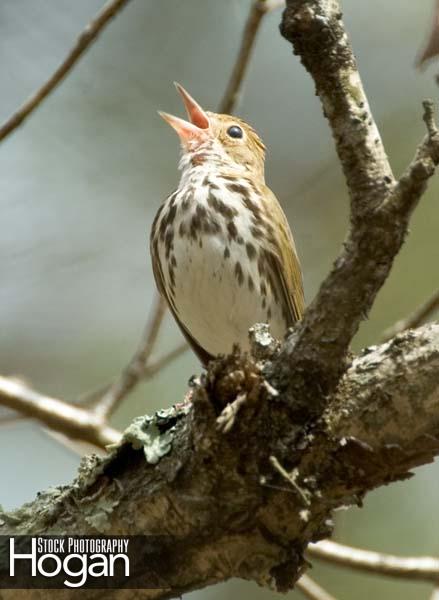 Oven bird singing